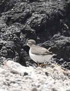 Spotted Sandpiper - ML642956029