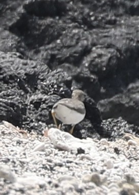 Spotted Sandpiper - ML642956030