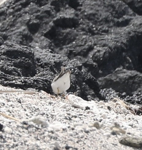 Spotted Sandpiper - ML642956031