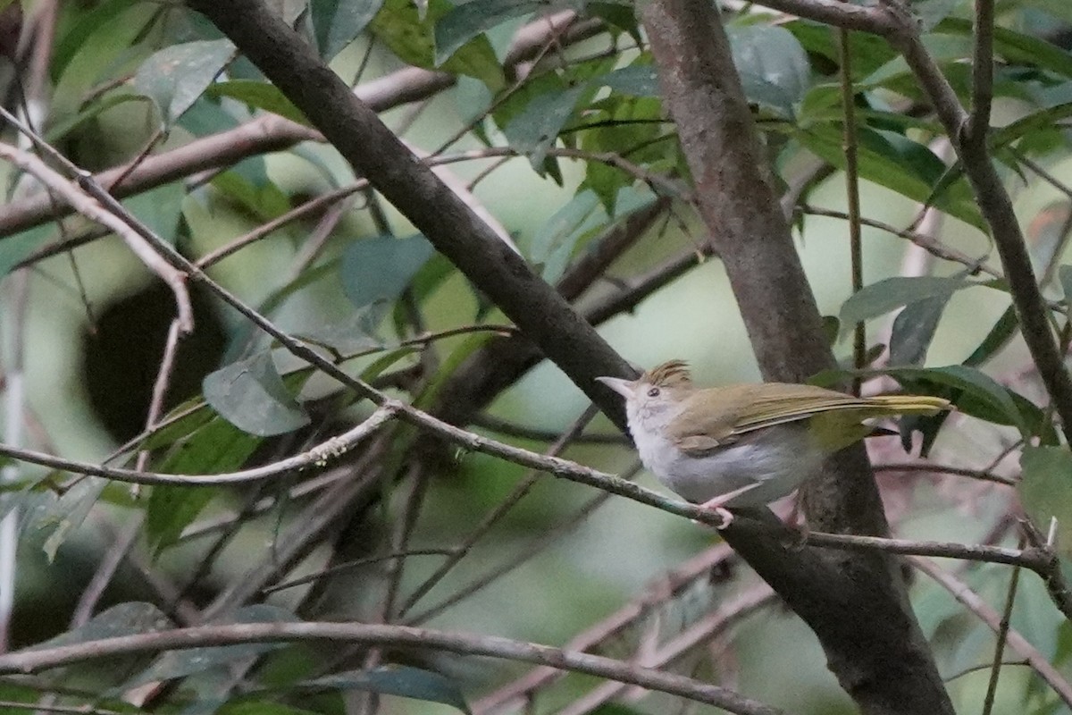 White-bellied Erpornis - ML642956033