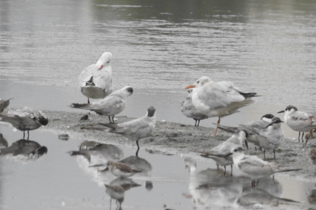 Slender-billed Gull - ML642956035
