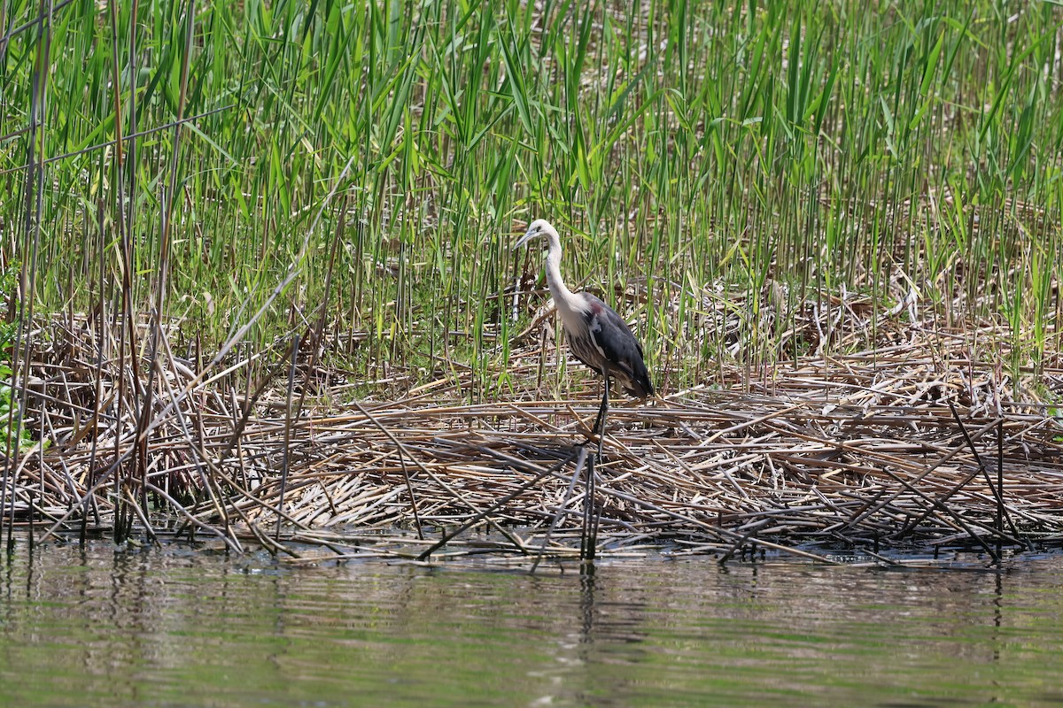 Pacific Heron - ML642956042