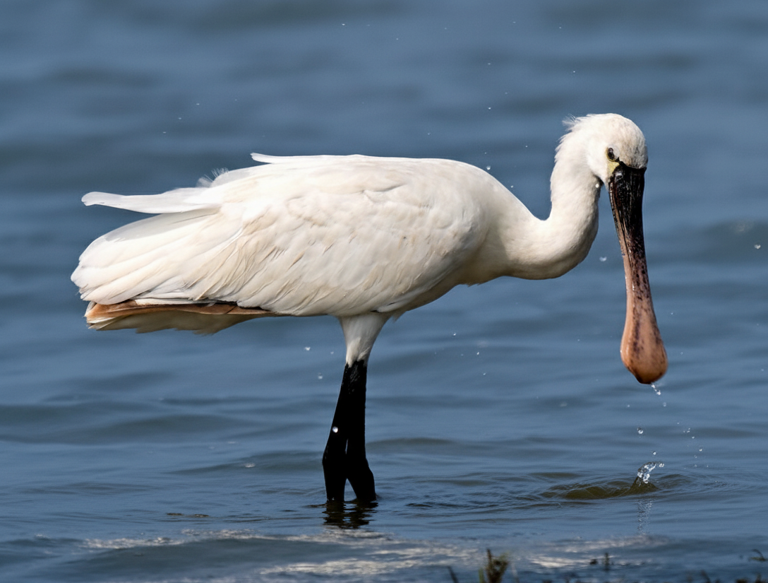 Eurasian Spoonbill - ML642956045