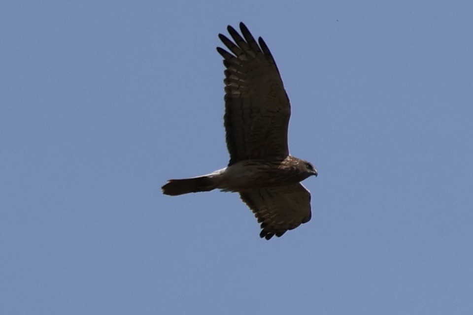 Swamp Harrier - ML642956047