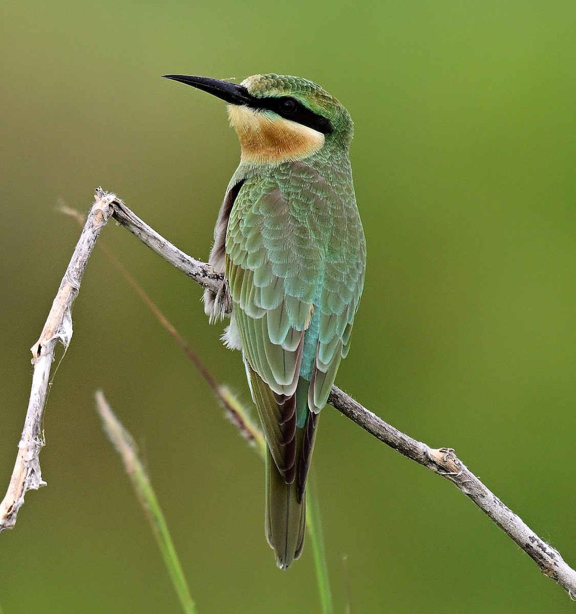Blue-cheeked Bee-eater - ML642956048
