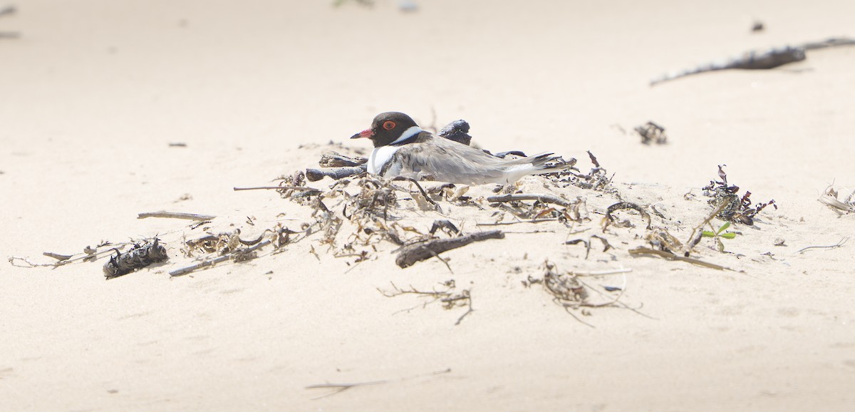 Hooded Plover - ML642956049