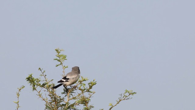 Great Gray Shrike - ML642956050
