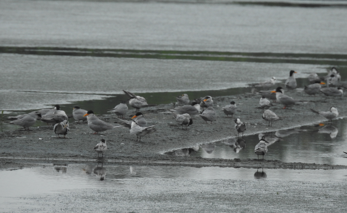 River Tern - ML642956051