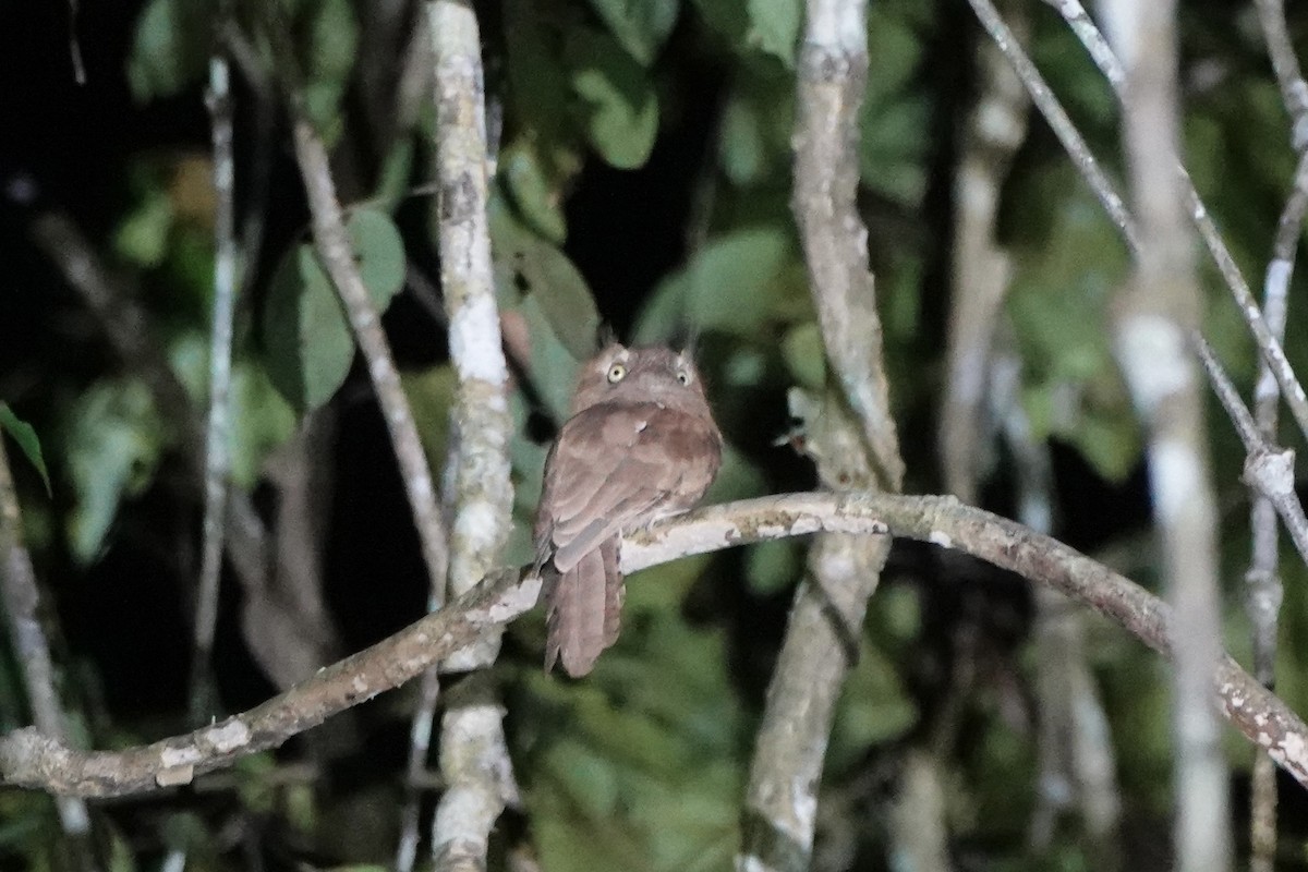 Blyth's Frogmouth - ML642956052