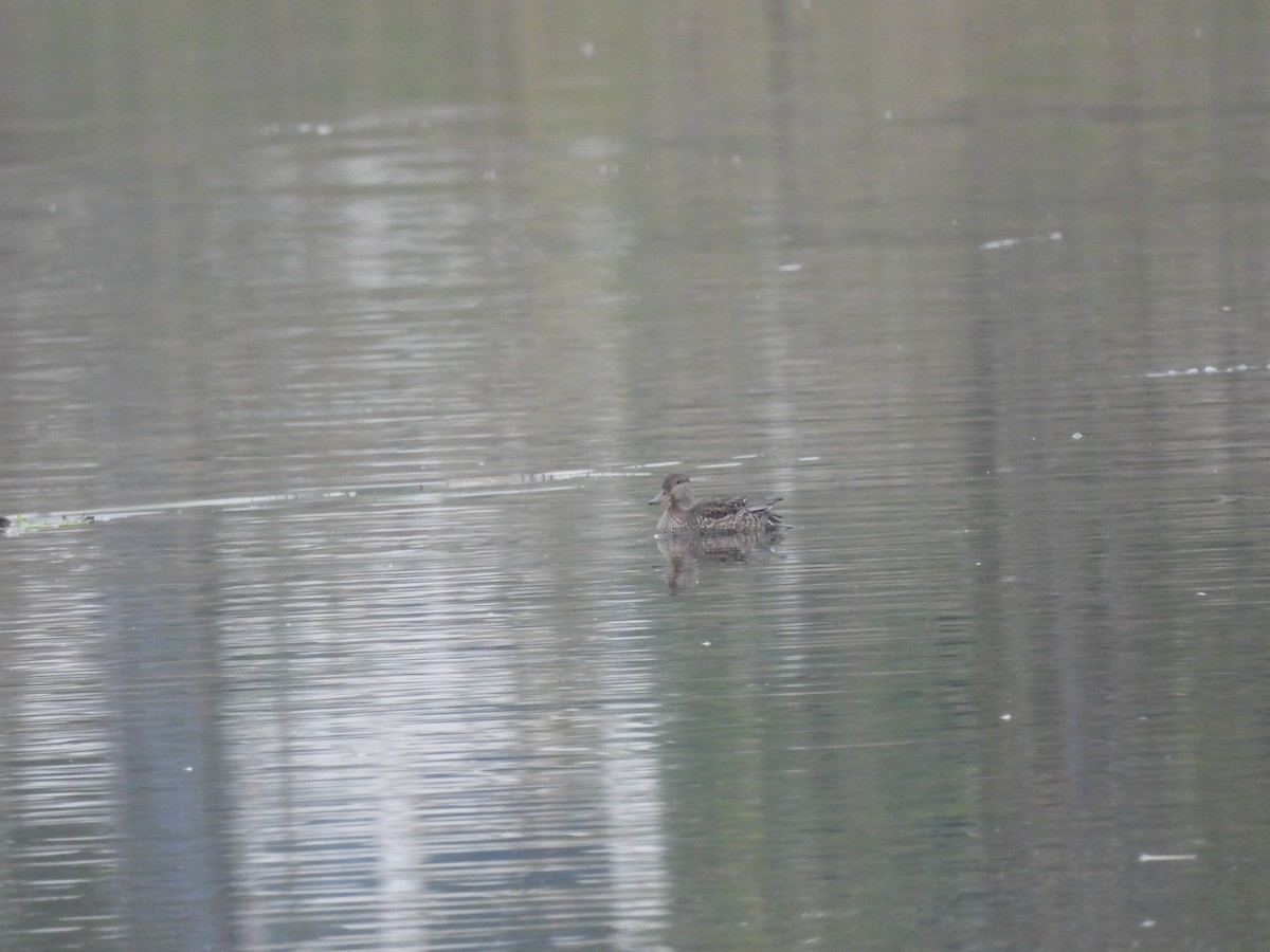 Green-winged Teal (Eurasian) - ML642956089