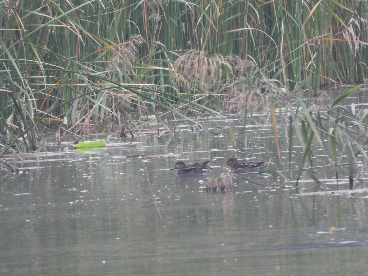 Green-winged Teal (Eurasian) - ML642956090