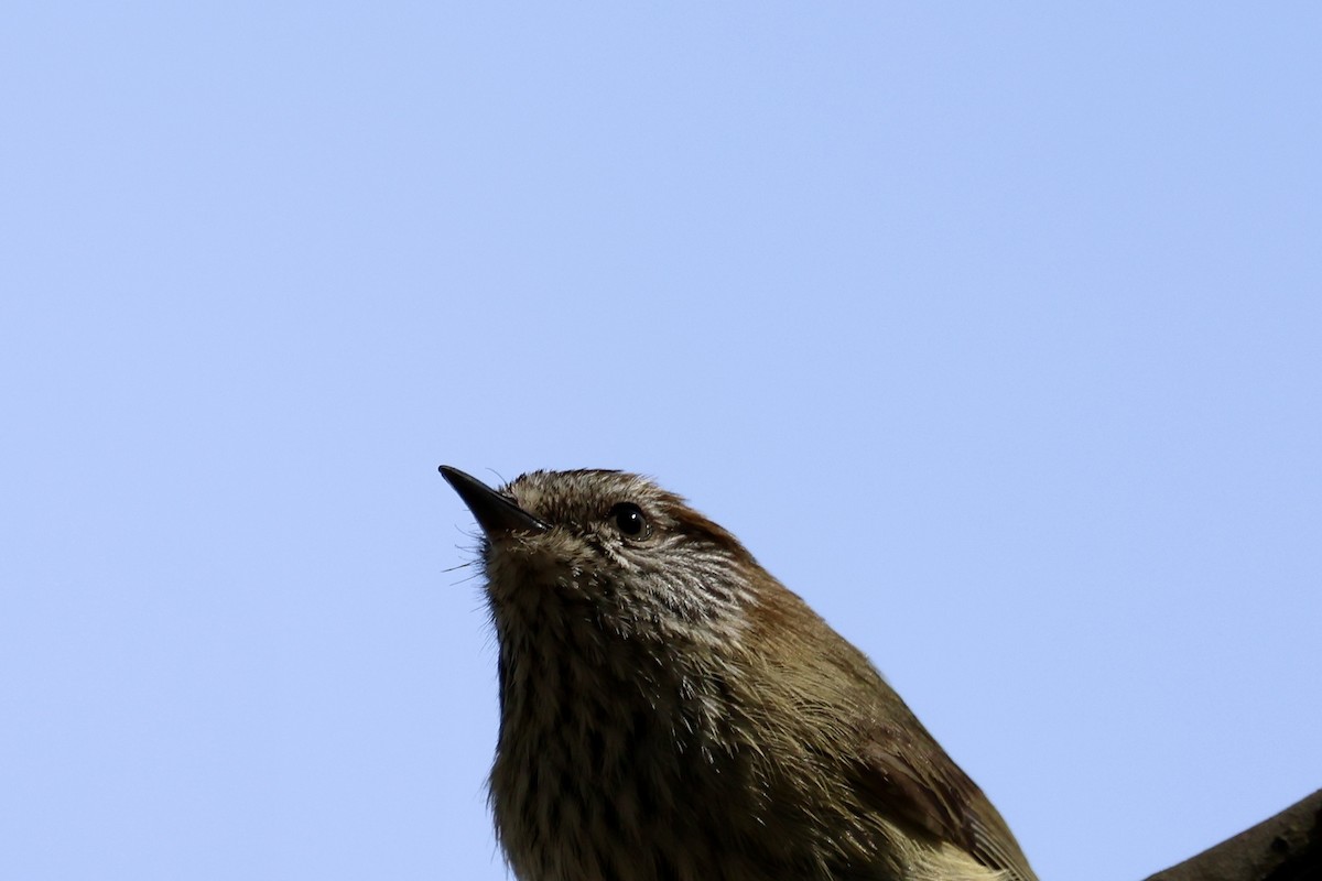 Striated Thornbill - ML642956092