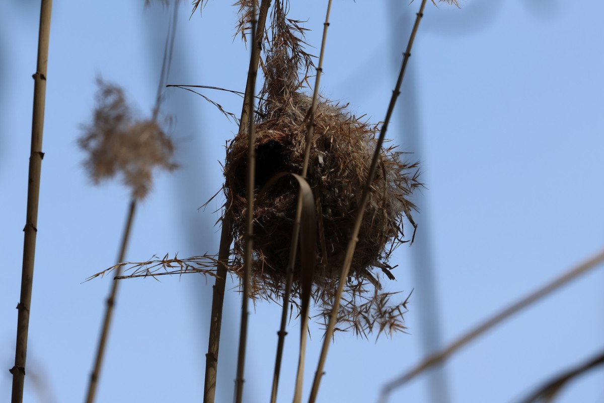 Striated Thornbill - ML642956093