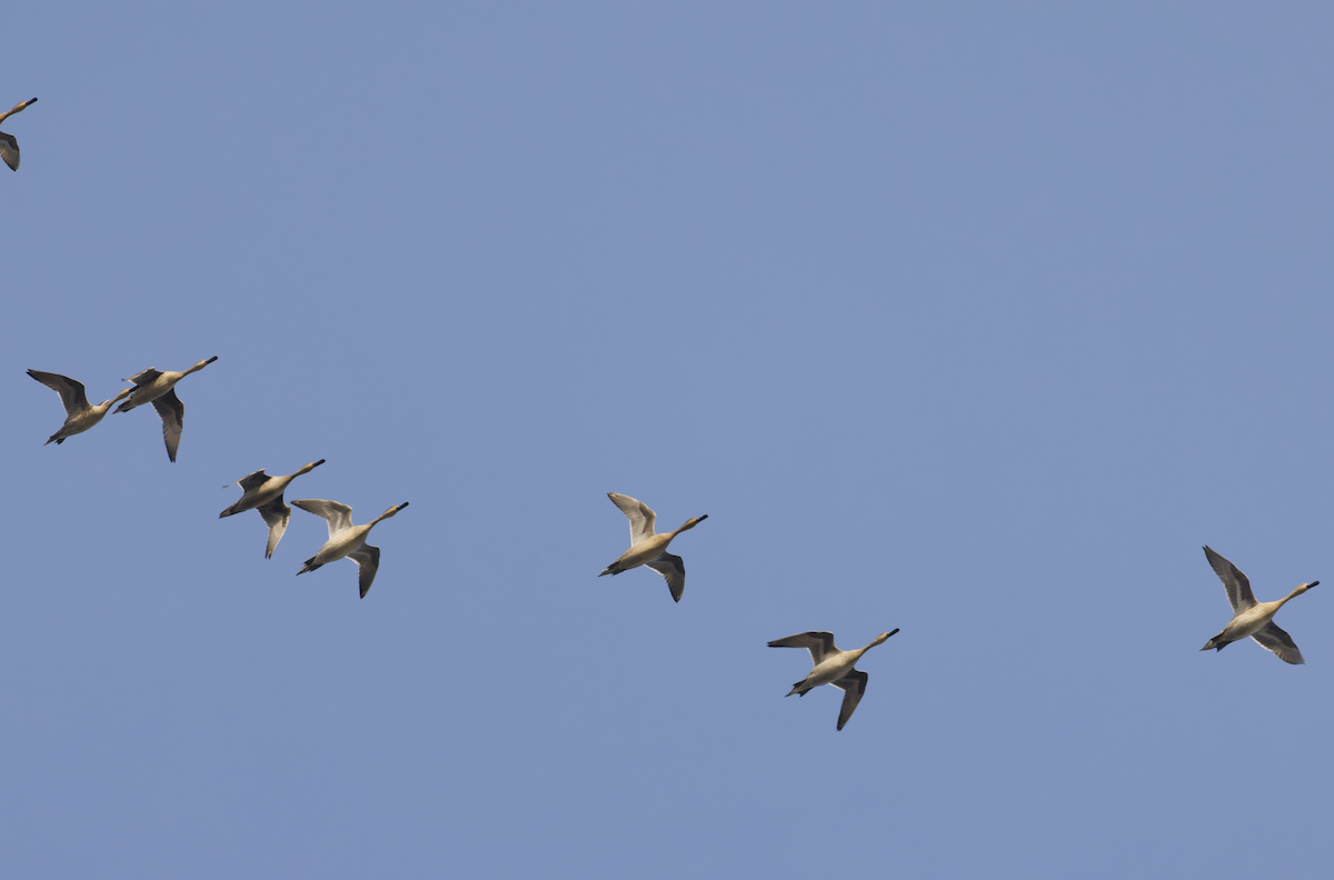 Northern Pintail - ML642956094