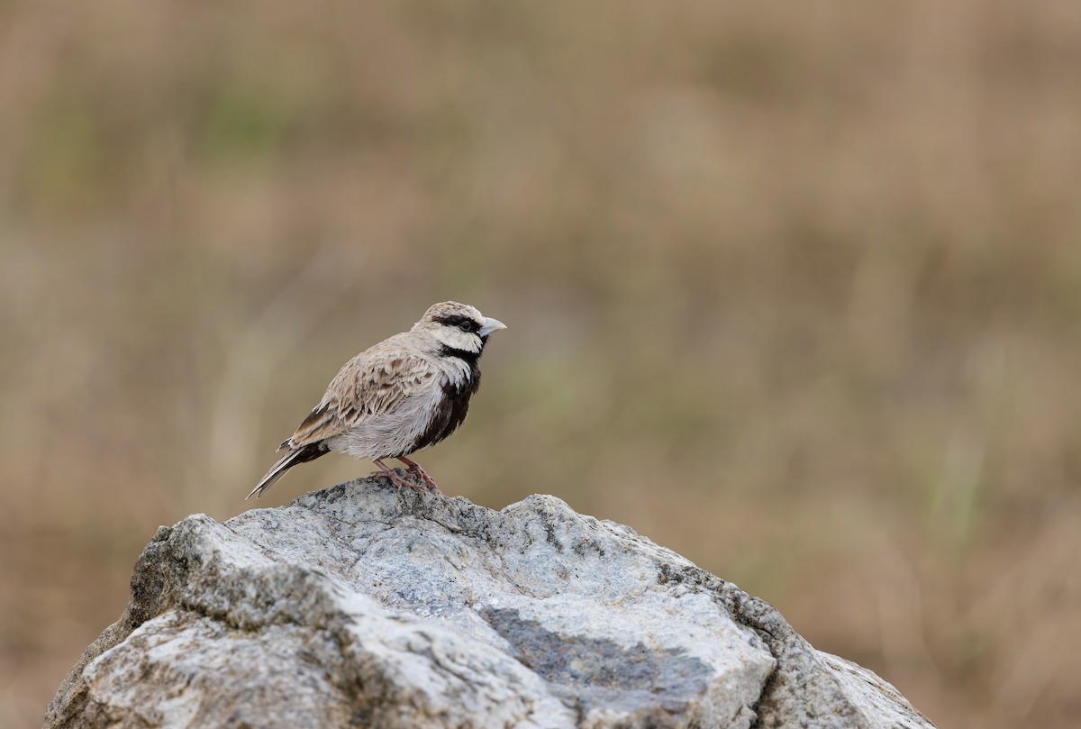 Ashy-crowned Sparrow-Lark - ML642956095