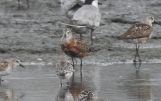 Curlew Sandpiper - ML642956096