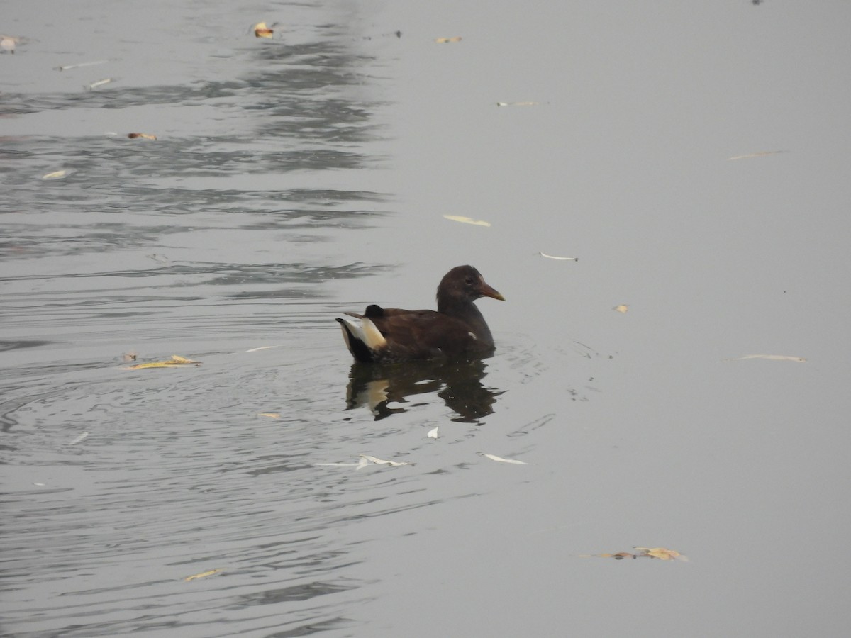 Eurasian Moorhen - ML642956097