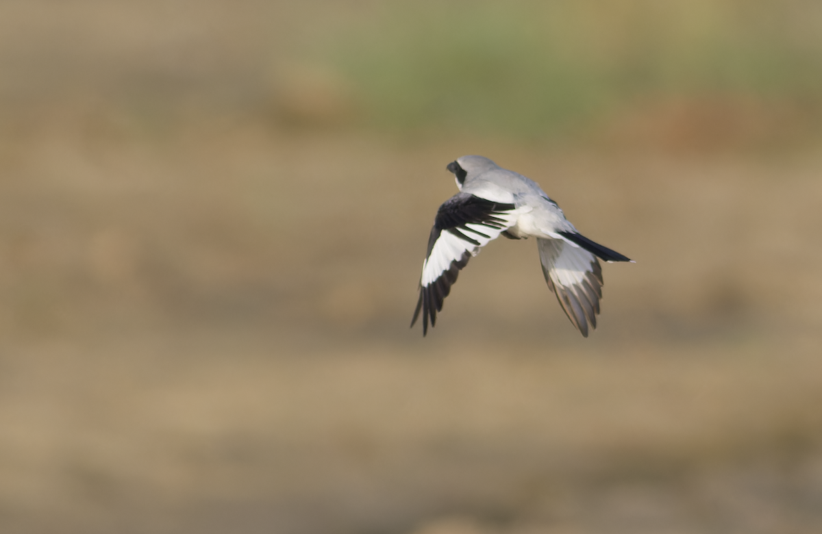 Great Gray Shrike - ML642956098