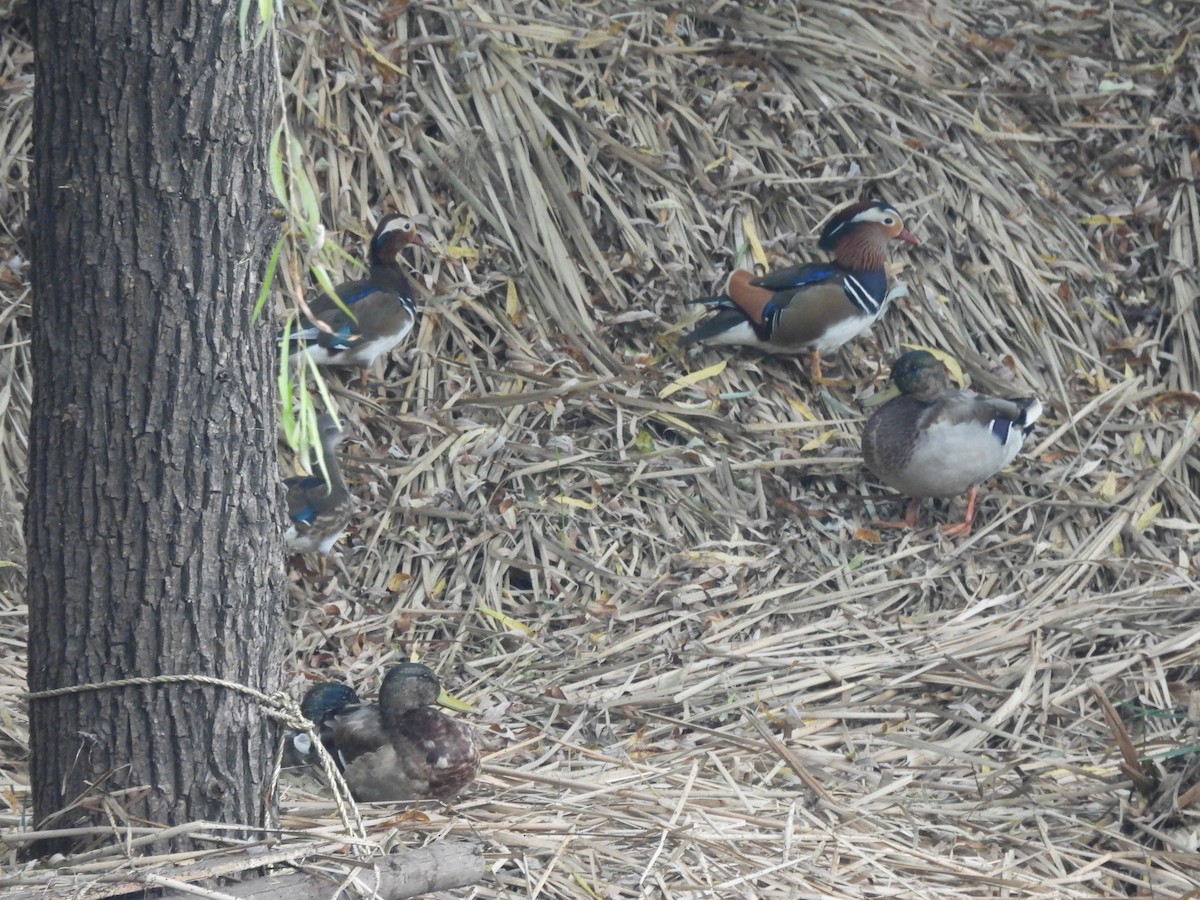 Mandarin Duck - ML642956099