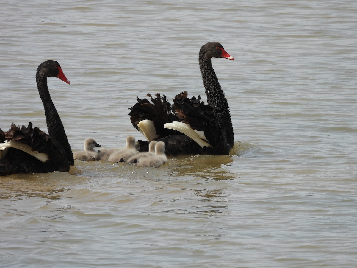 Black Swan - ML642956100
