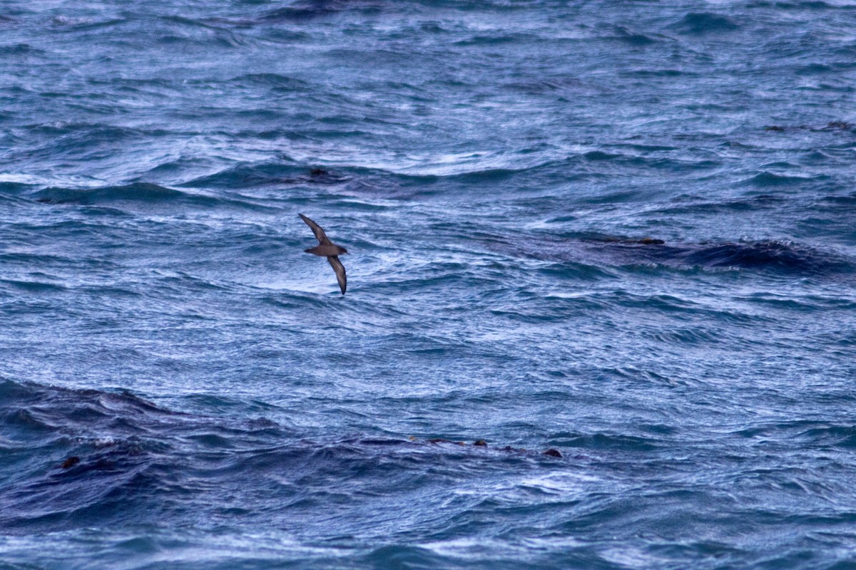 Short-tailed Shearwater - ML642956102