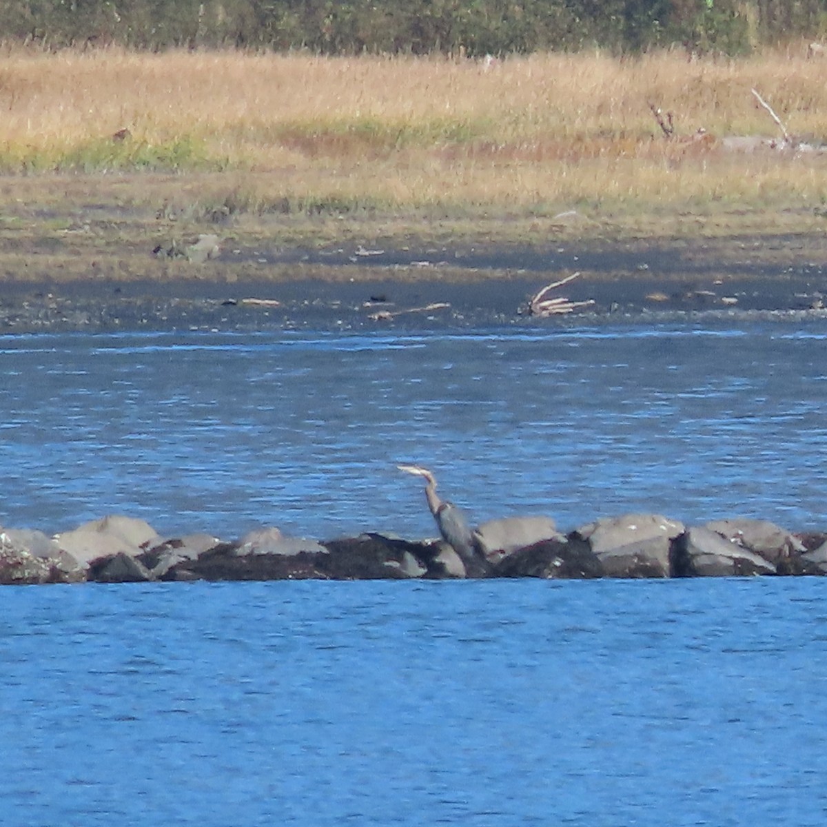 Great Blue Heron - ML642956105