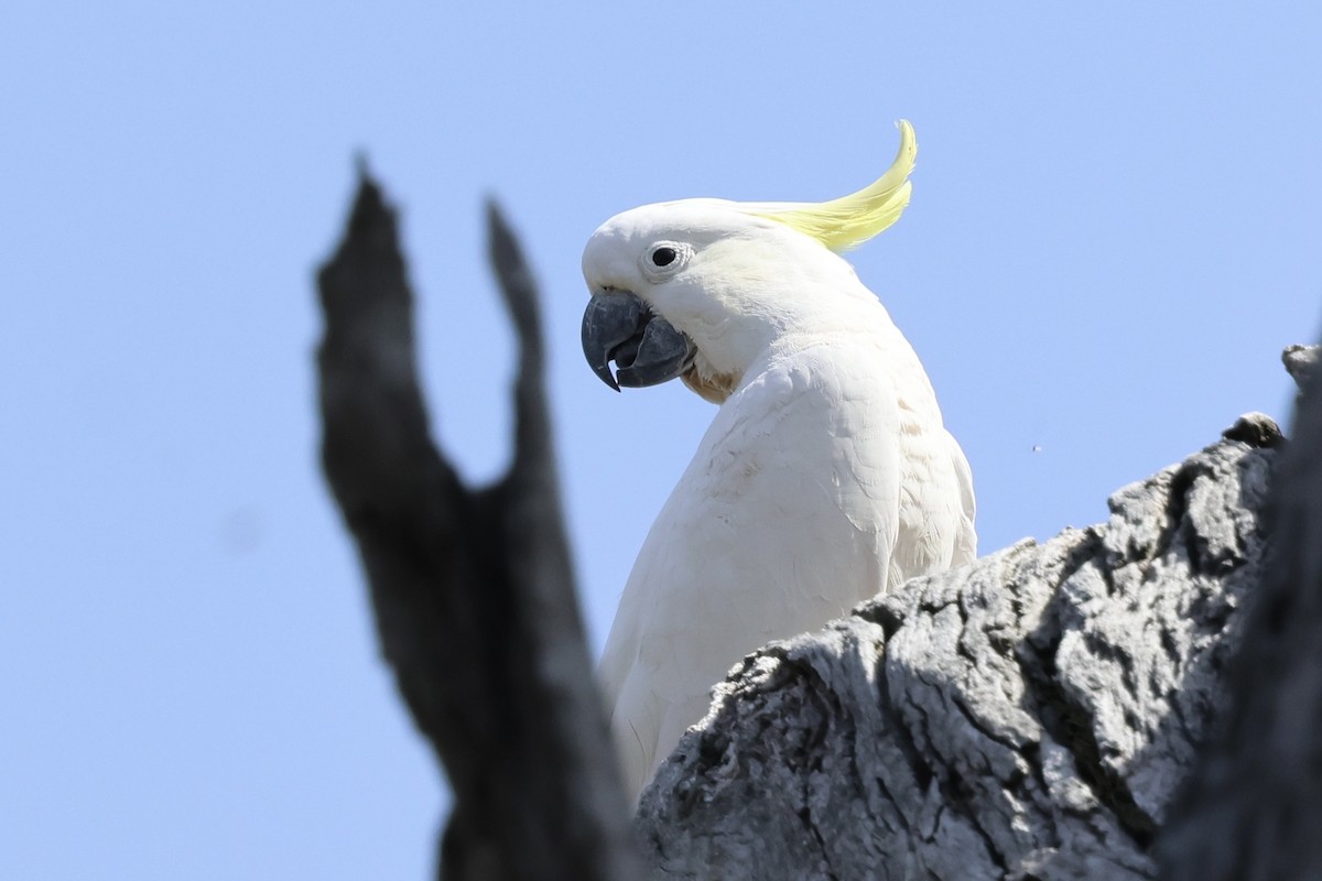 Sulphur-crested Cockatoo - ML642956106