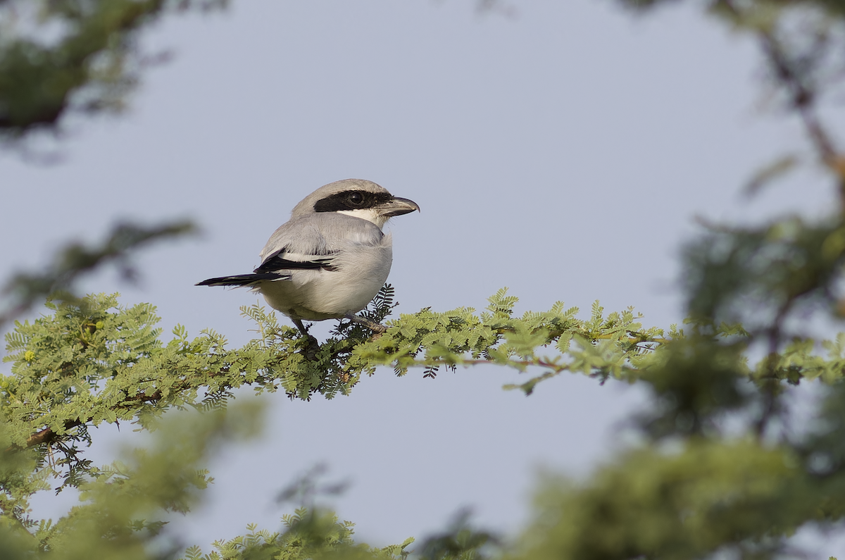 Great Gray Shrike - ML642956107