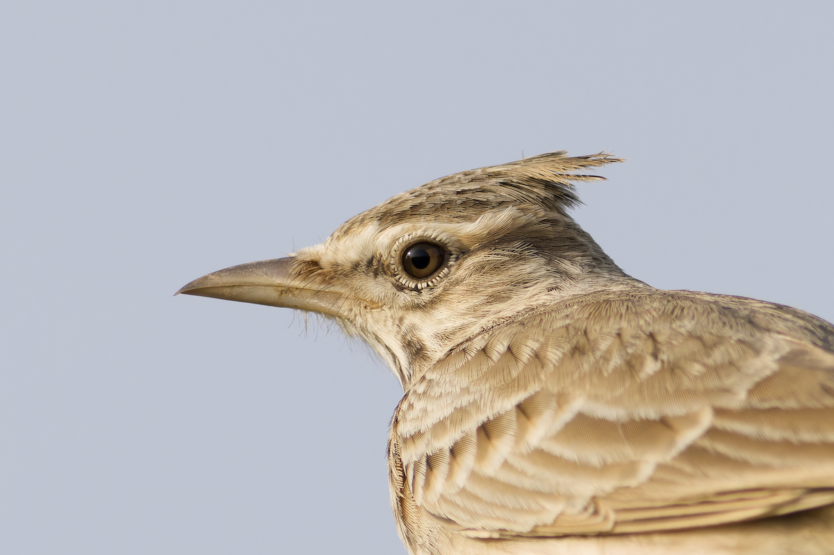 Crested Lark - ML642956109