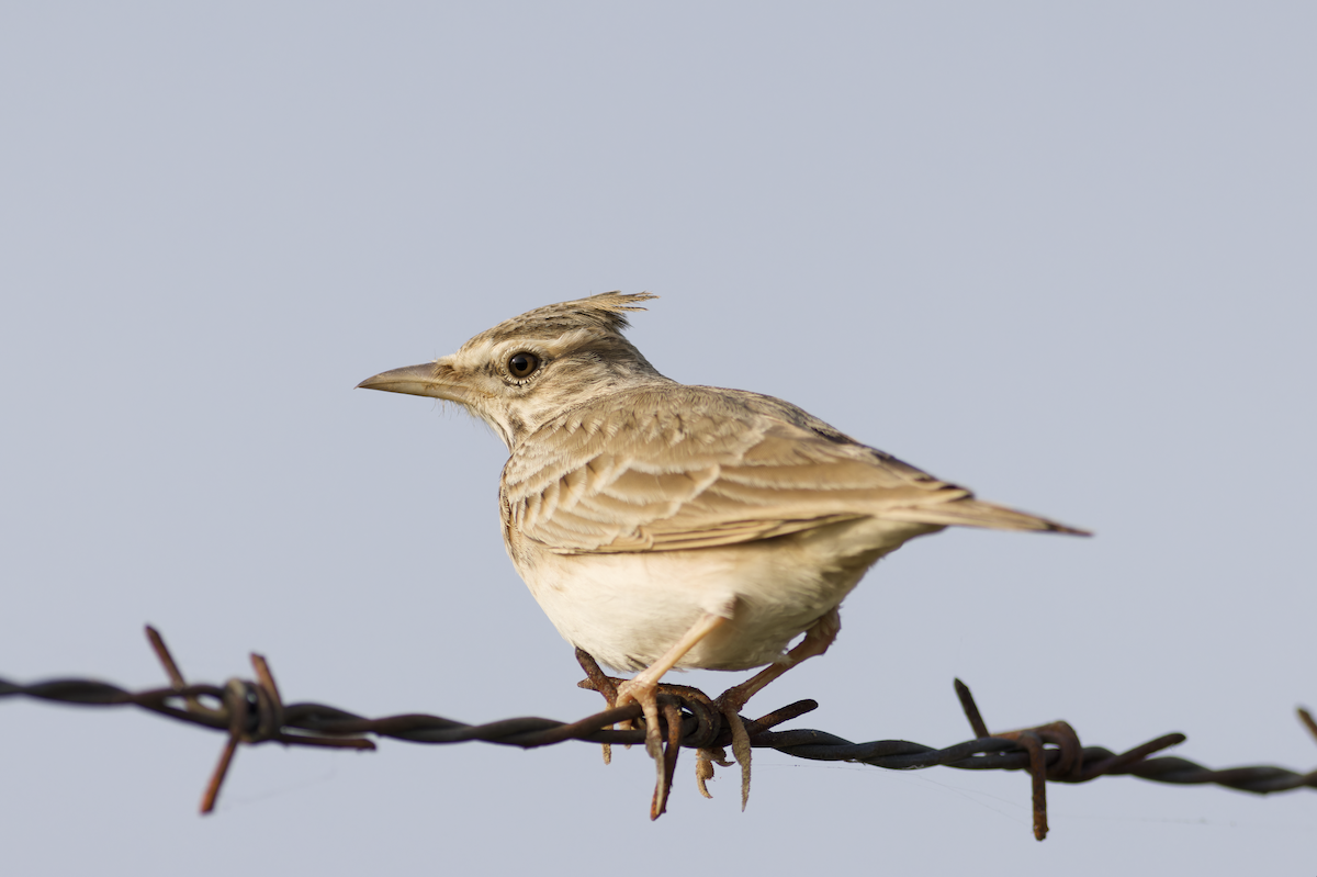 Crested Lark - ML642956110