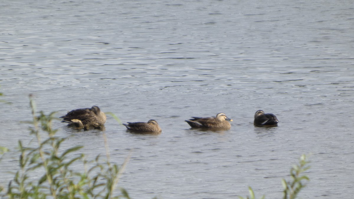 Eastern Spot-billed Duck - ML642956111