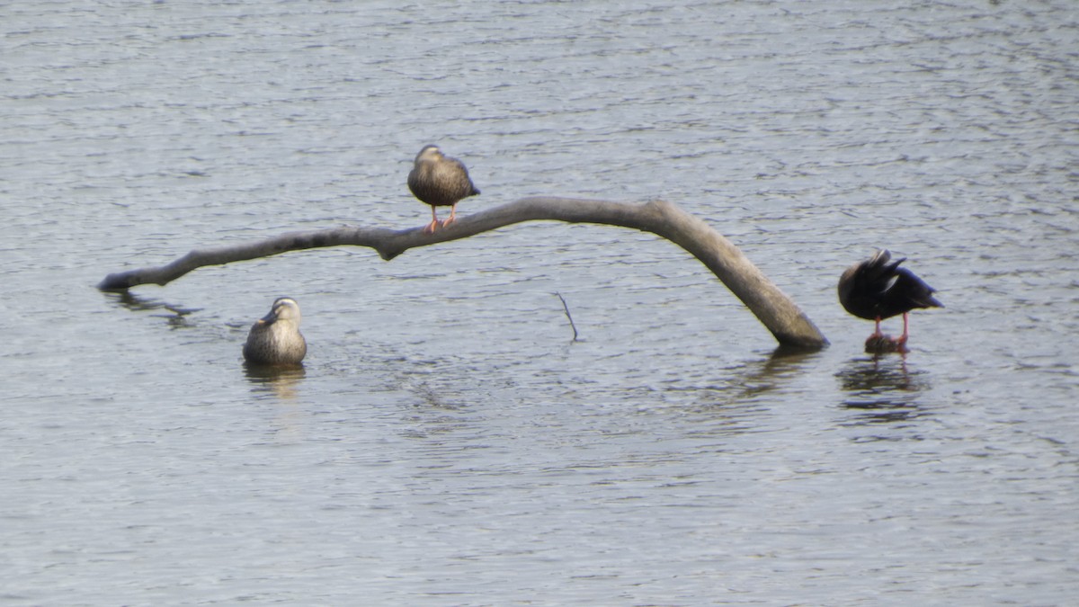 Eastern Spot-billed Duck - ML642956112