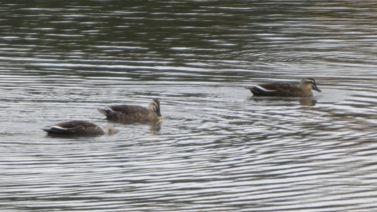 Eastern Spot-billed Duck - ML642956113