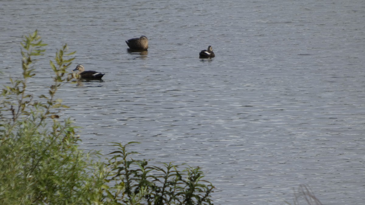 Eastern Spot-billed Duck - ML642956114