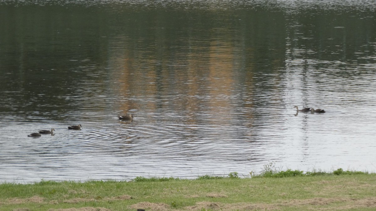 Eastern Spot-billed Duck - ML642956115