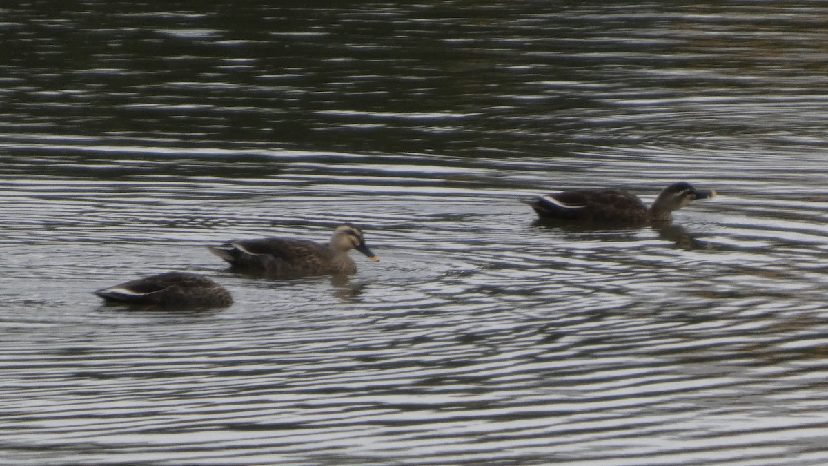 Eastern Spot-billed Duck - ML642956116