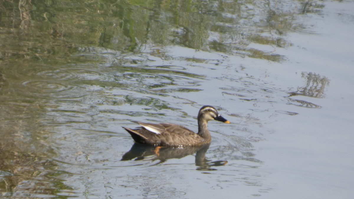 Eastern Spot-billed Duck - ML642956117
