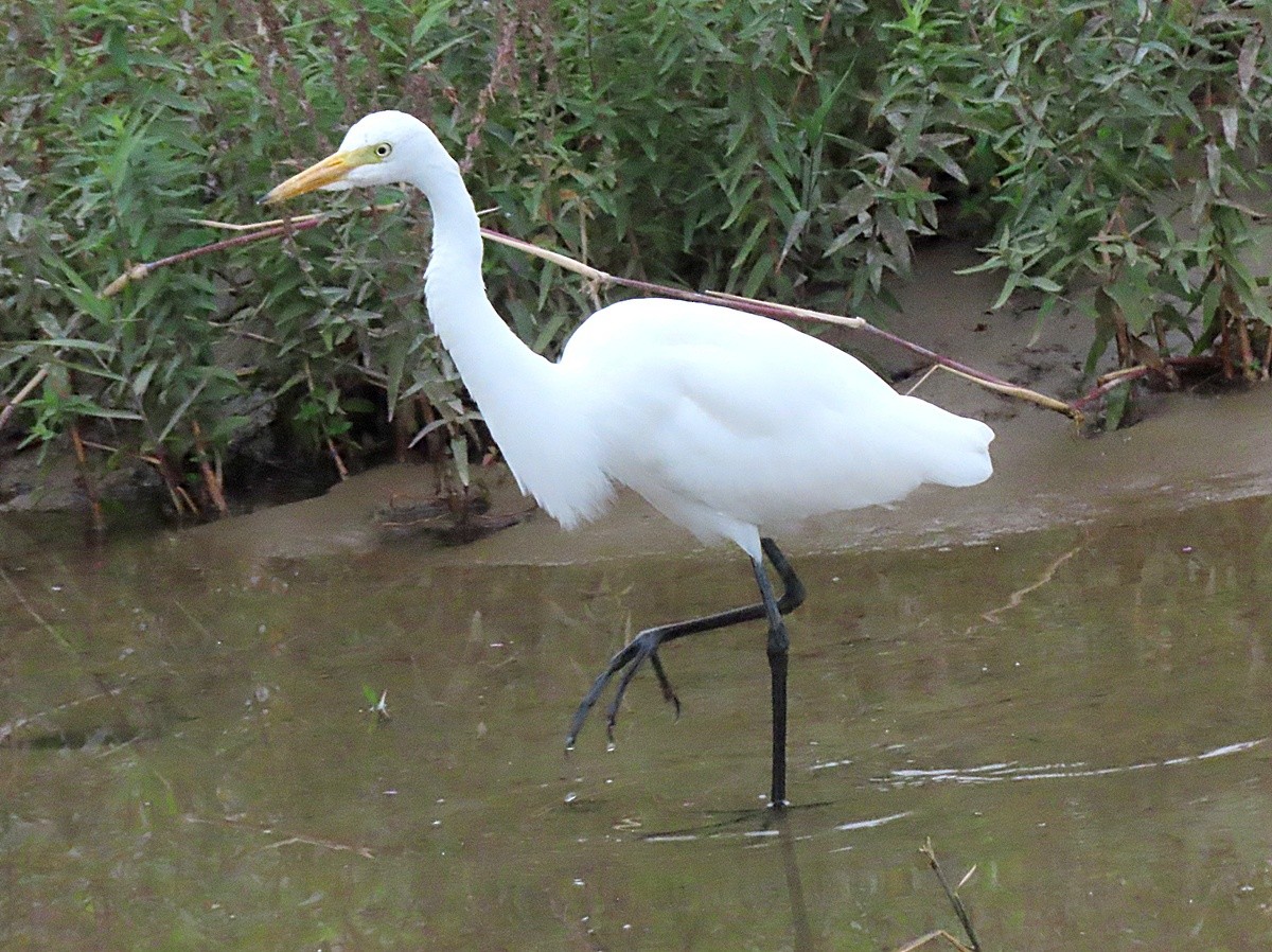 Medium Egret - ML642956118