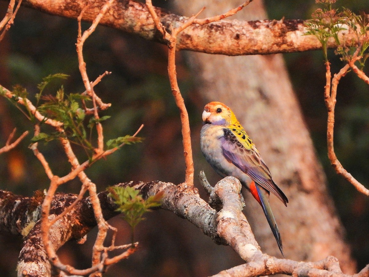 Pale-headed Rosella - ML642956119
