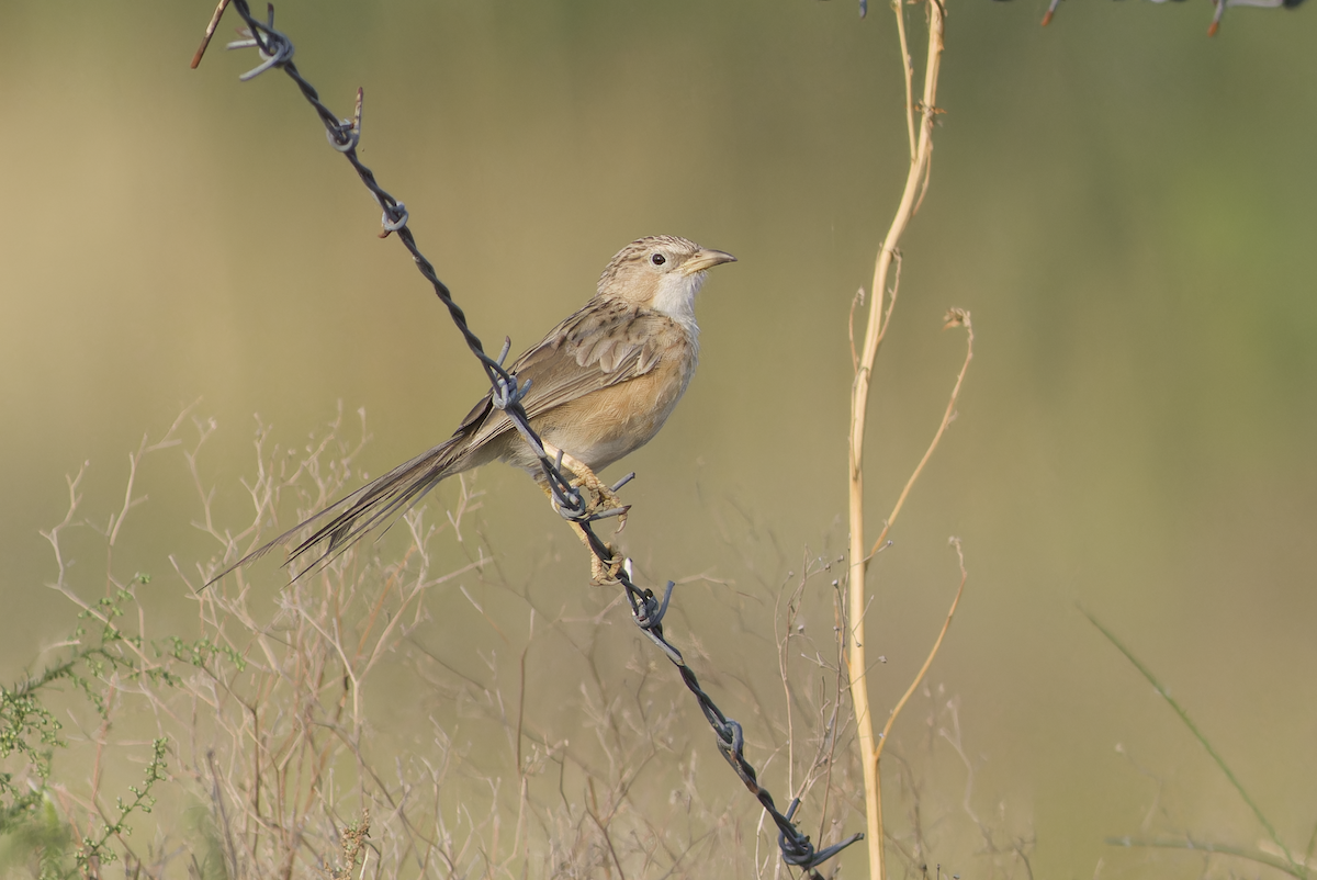 Common Babbler - ML642956131