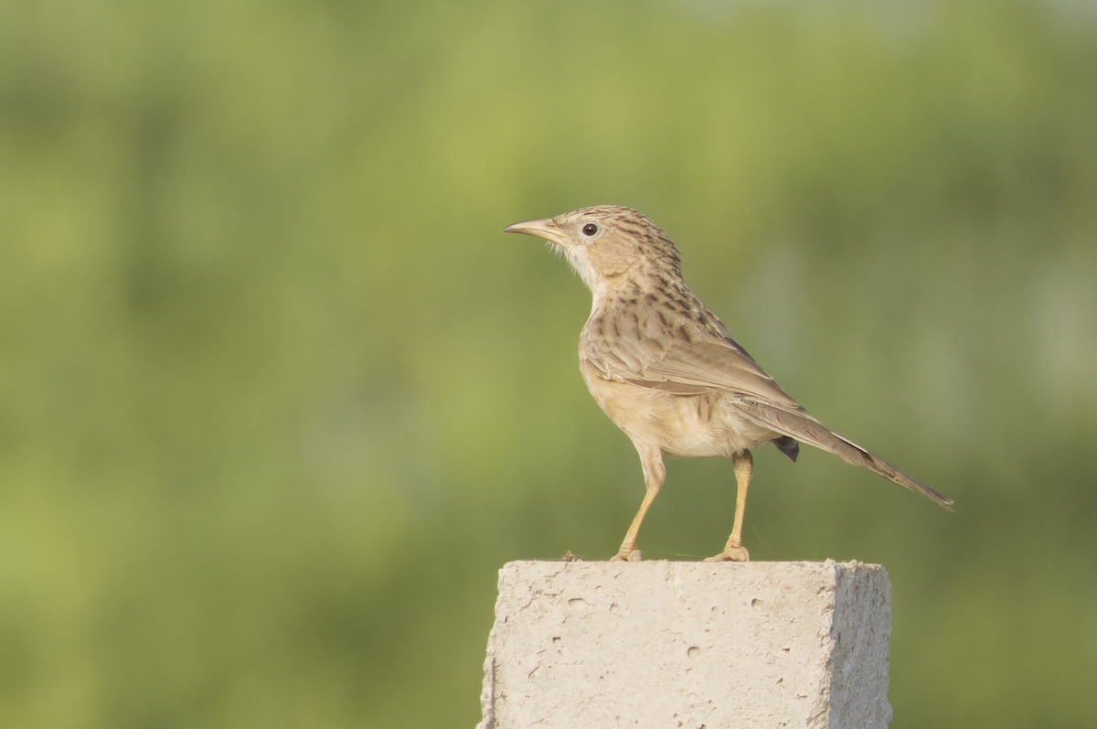 Common Babbler - ML642956132
