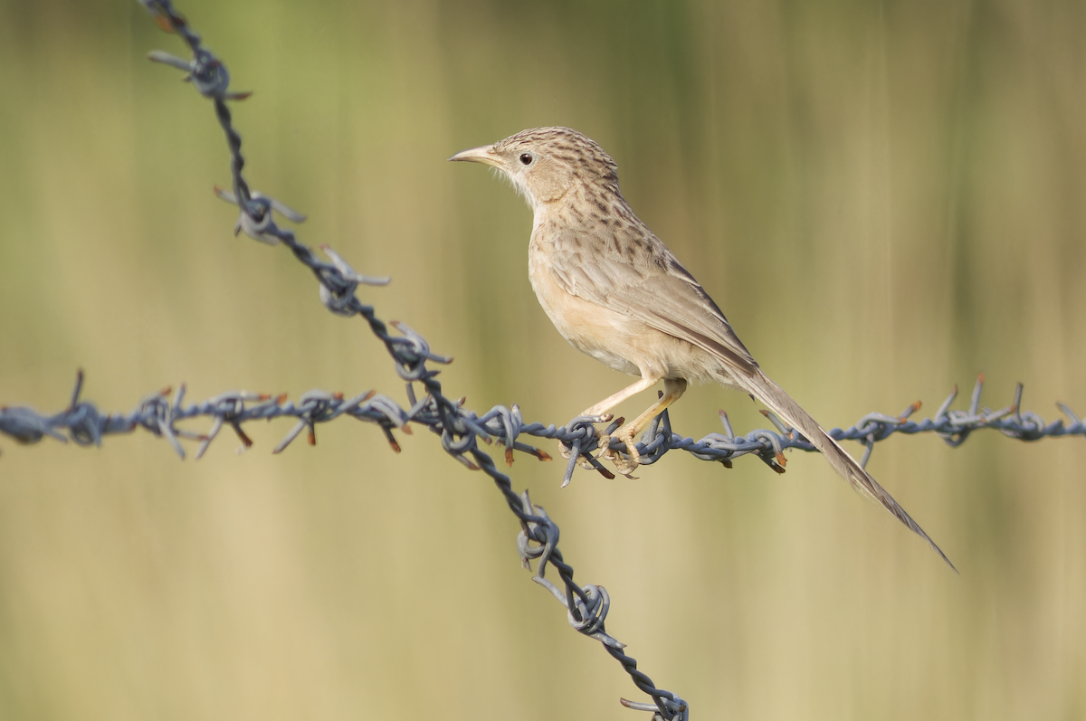 Common Babbler - ML642956133