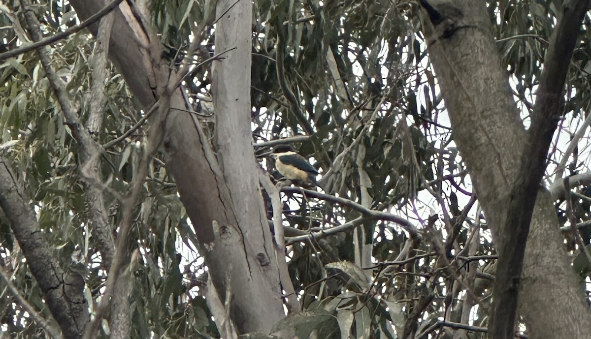Sacred Kingfisher - ML642956143