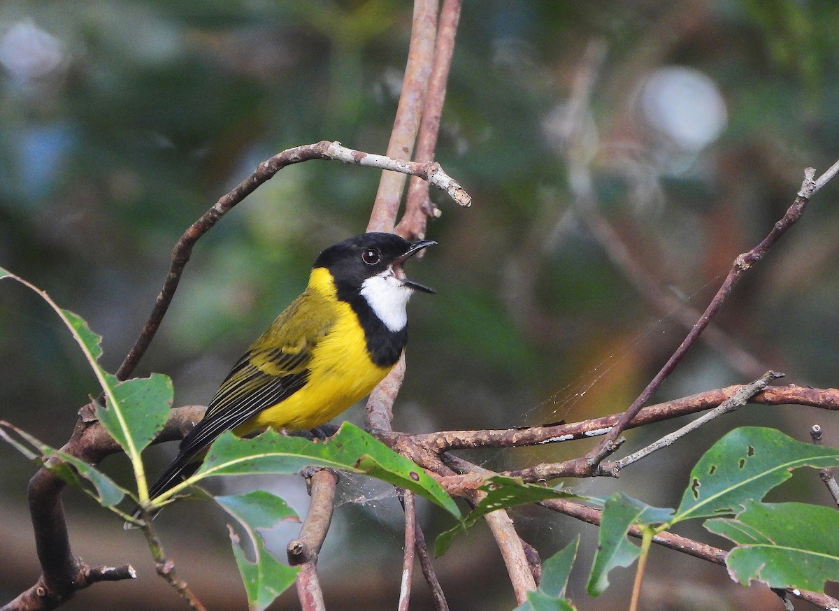 Golden Whistler - ML642956167