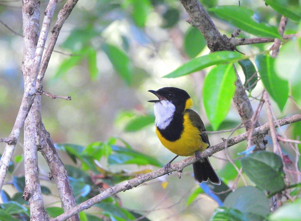 Golden Whistler - ML642956168