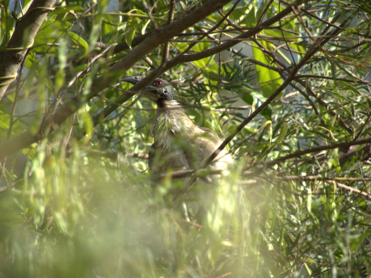 Noisy Friarbird - ML642956175