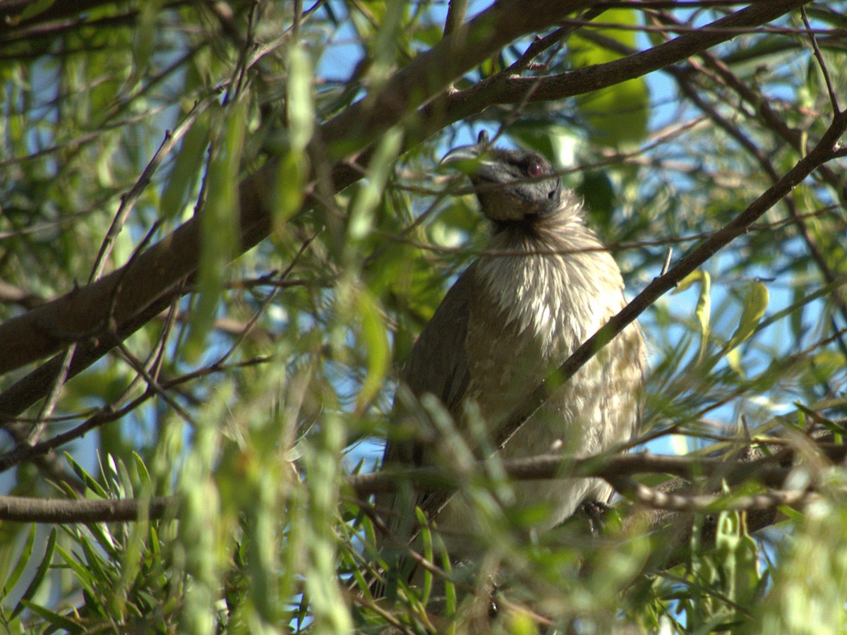 Noisy Friarbird - ML642956181