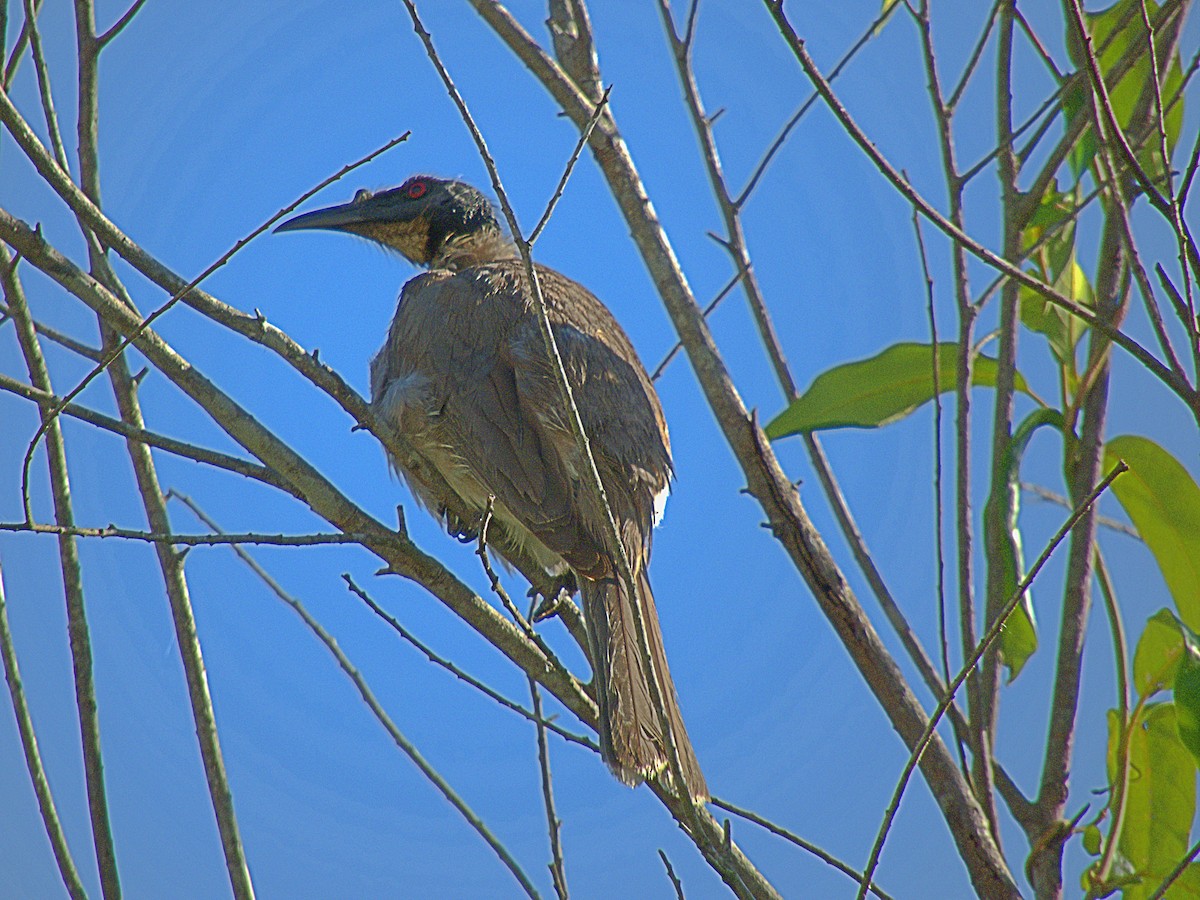 Noisy Friarbird - ML642956188