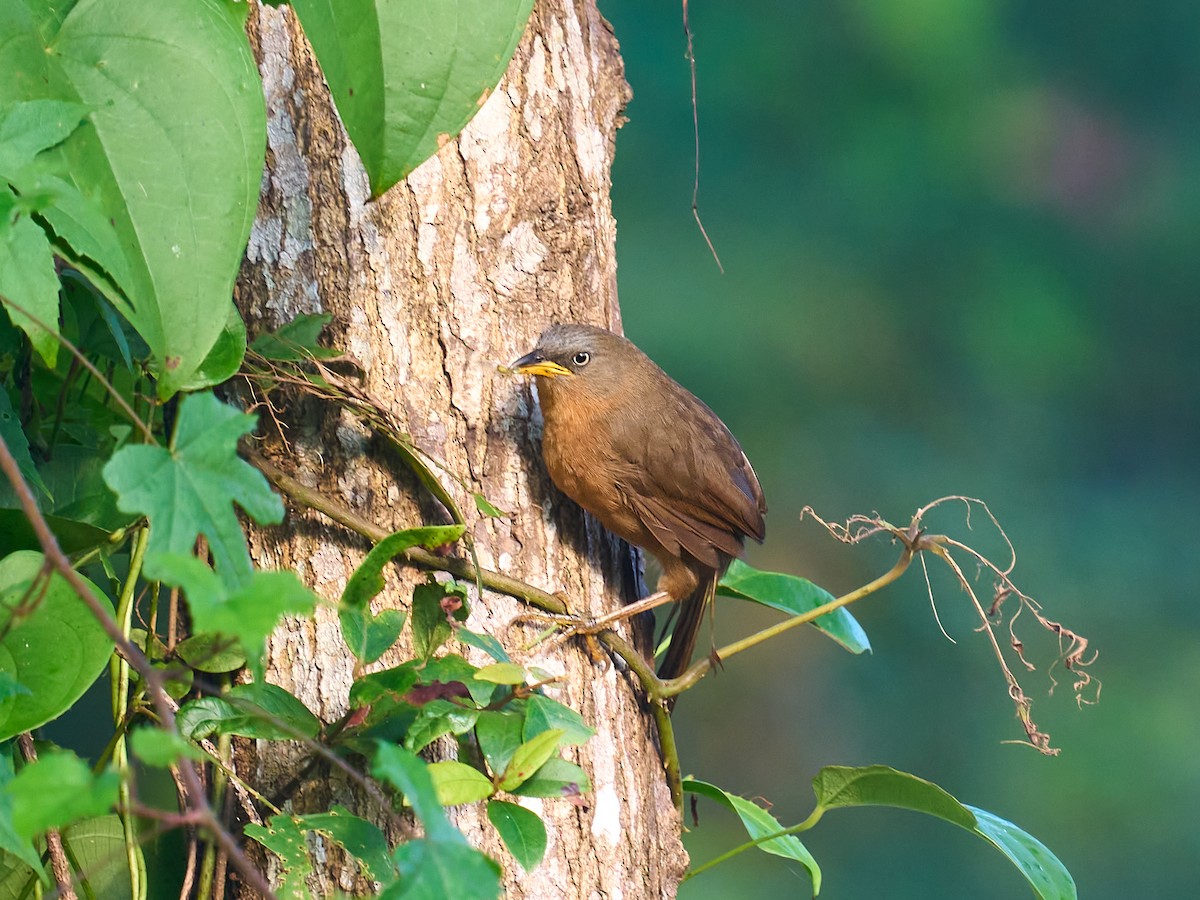 Rufous Babbler - ML642956189