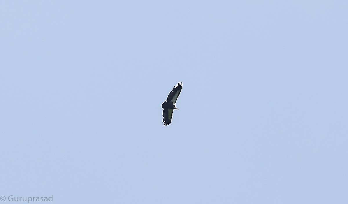 Vautour chaugoun - ML642956192